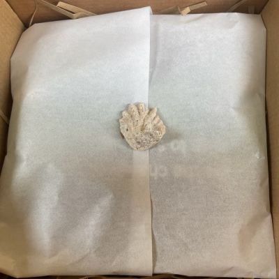 ريزن ستاند ثرى دى 