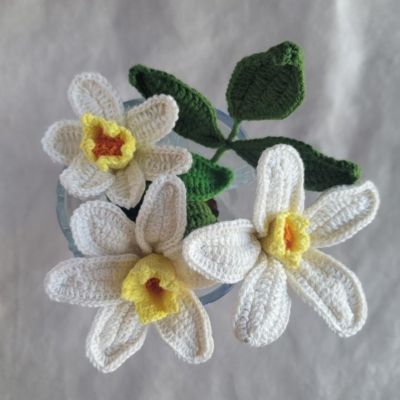 زهرة النرجس