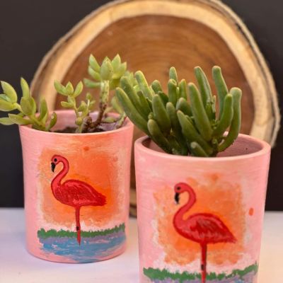 اصيص زرع الفلامنجو 