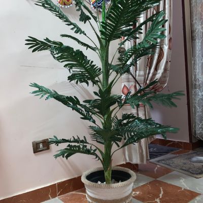 بوت زرع بوهو كبير 