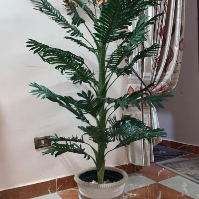 بوت زرع بوهو كبير 