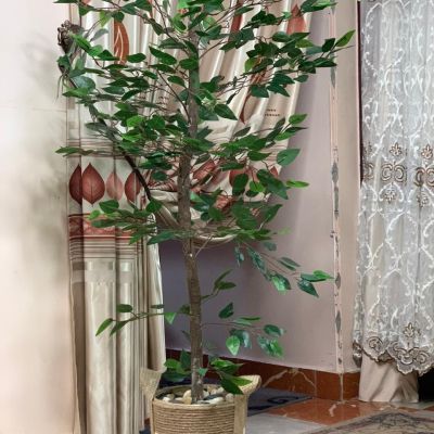 شجرة الزيتون 