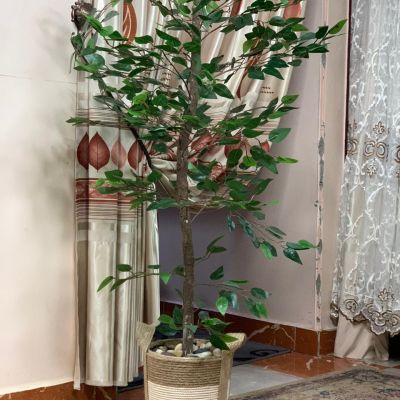 شجرة الزيتون 