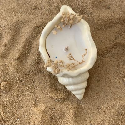 seashell candle