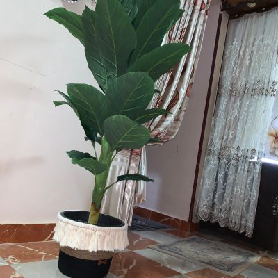 شجرة الموز الترندي 