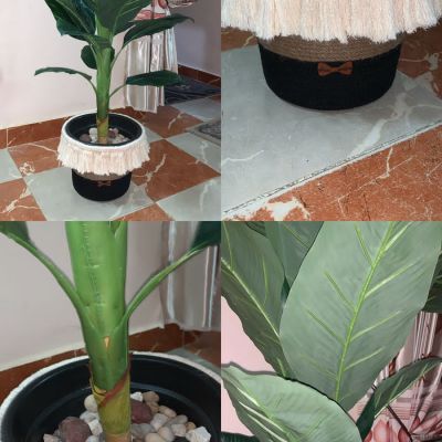 شجرة الموز الترندي 