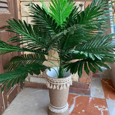 بوت زرع بوهو 