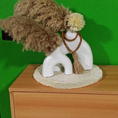 كوسترات ديكور