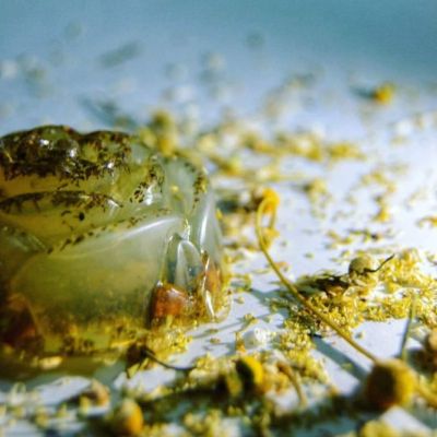 صابون الجلسرين والبابونج 