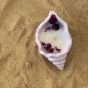 seashell candle